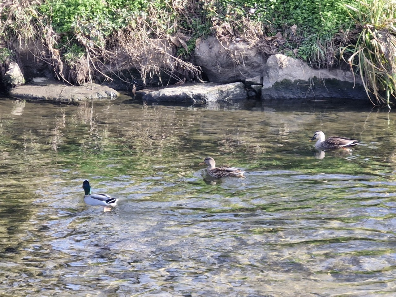 연수구, 승기천 수질 개선 결실…2년여 만에 ‘1등급’ 
